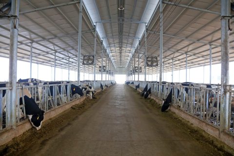 vaches-laitieres-ventilateur-stress-thermique
