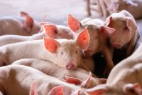 Alimentation du porc