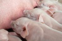 Alimentation du porcelet