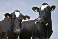ruminants CCPA