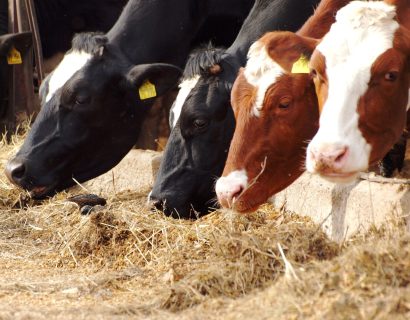 Vacas lecheras consumiendo una ración en el comedero para optimizar la eficiencia alimentaria en explotaciones bovinas