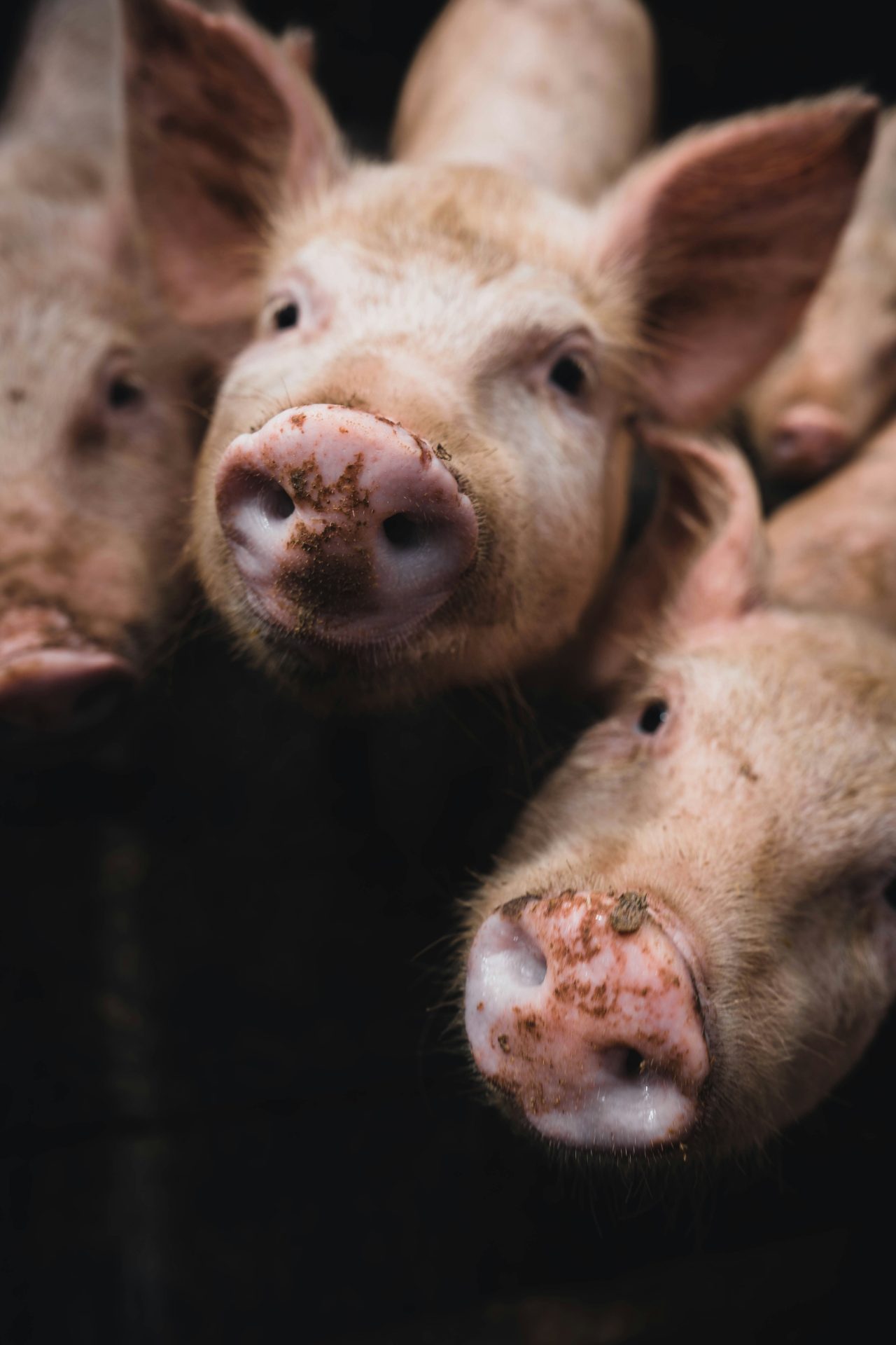 Pigs on a farm illustrating the fattening phase and feed efficiency in pig production