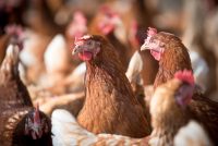 Elevage de poules et pondeuses ccpa