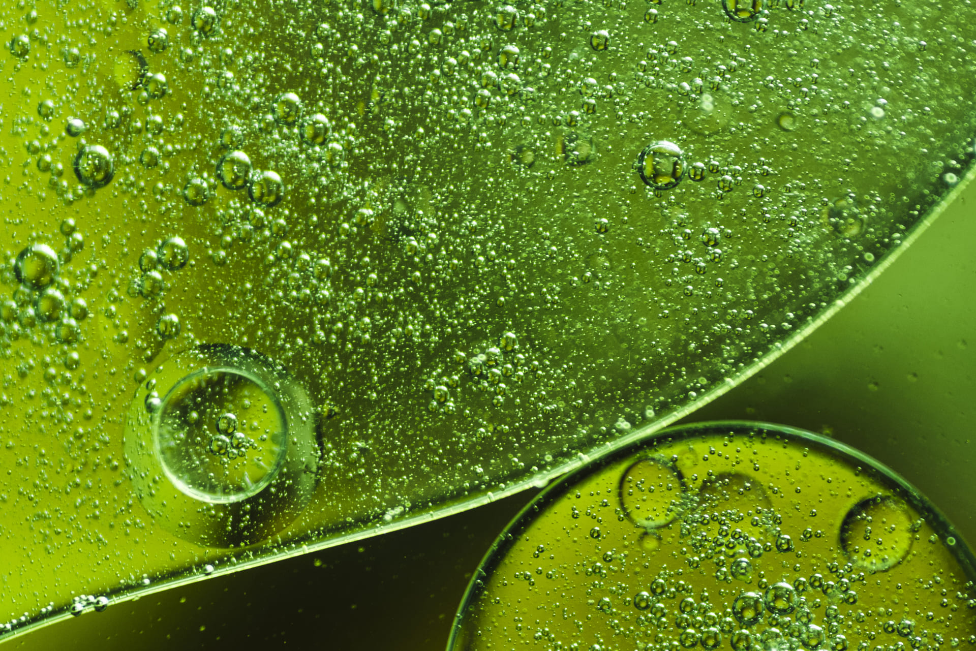 Gouttes d'eau sur une feuille verte claire en gros plan