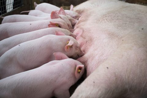 Porcelets en train de téter une truie illustrant la production laitière et la performance en lactation