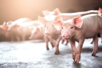 Nutrition des porcs