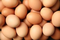 Oeufs de poules CCPA