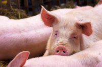 Porc en élevage CCPA