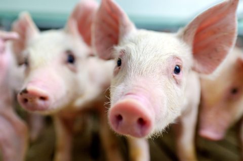 Porcelets en élevage illustrant la santé digestive et la performance en nutrition animale