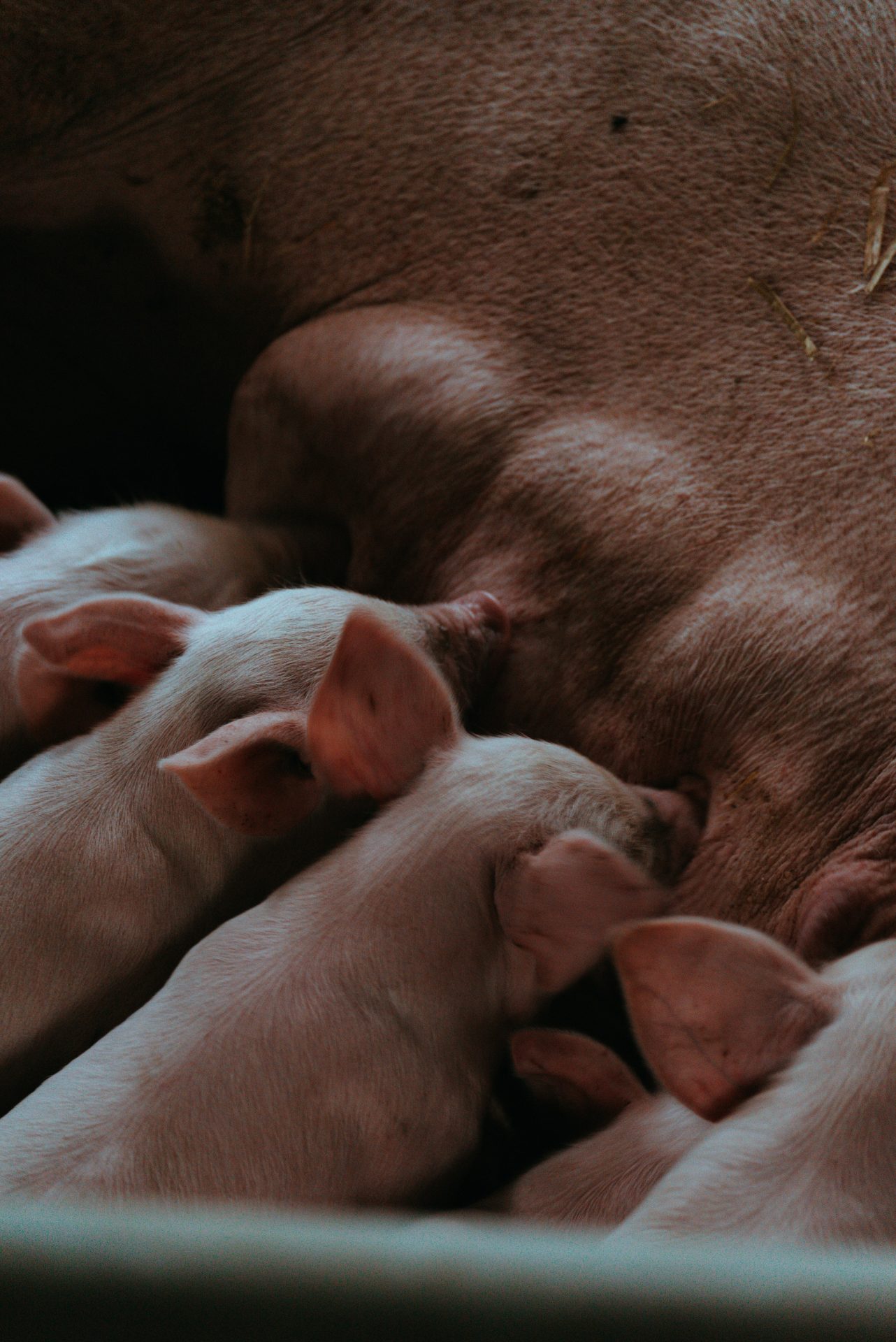 Porcelets allaités par une truie illustrant la gestion de la lactation en élevage porcin