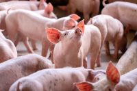 Porcs dans une ferme CCPA