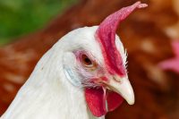 Une poule blanche en premier plan CCPA