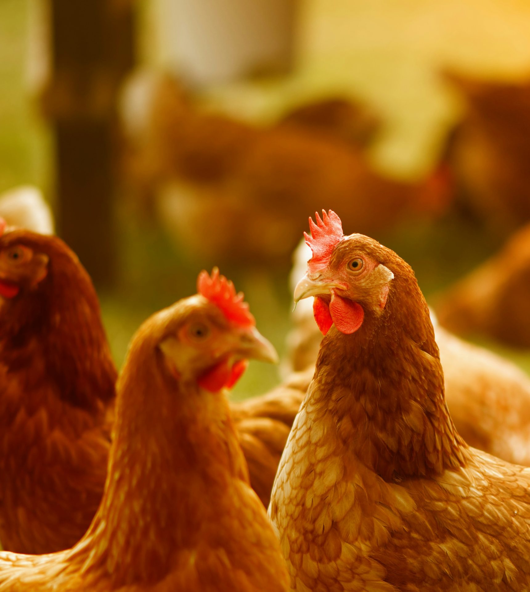 Gallinas en granja que ilustran la salud digestiva y el rendimiento de las aves de corral en producción avícola