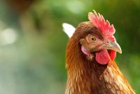 Poule dans un champ CCPA