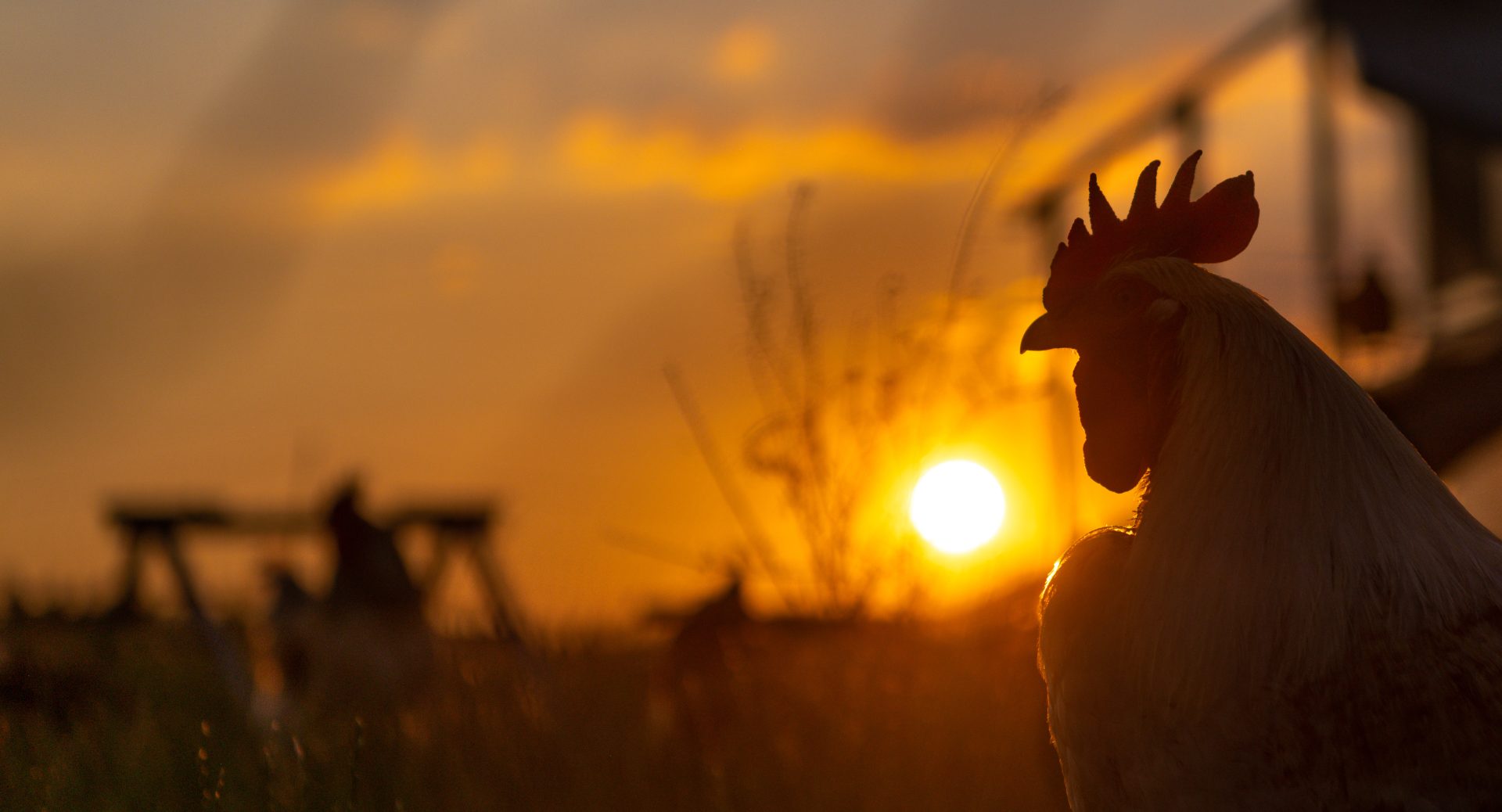 Heat Stress in Poultry