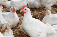 Poules de chair CCPA