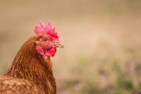 Une poule de ponte ccpa
