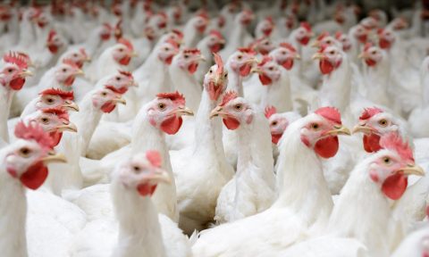 Poulet de chair ross de ccpa