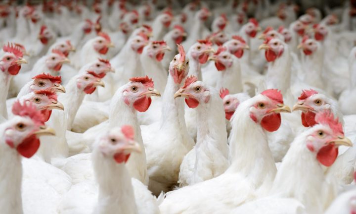 Poulet de chair ross de ccpa