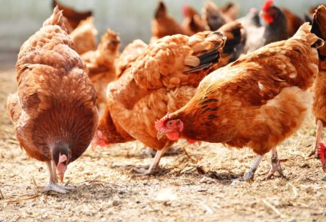 Poulets en extérieur