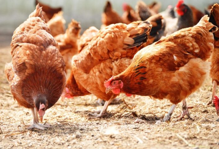 Poulets en extérieur
