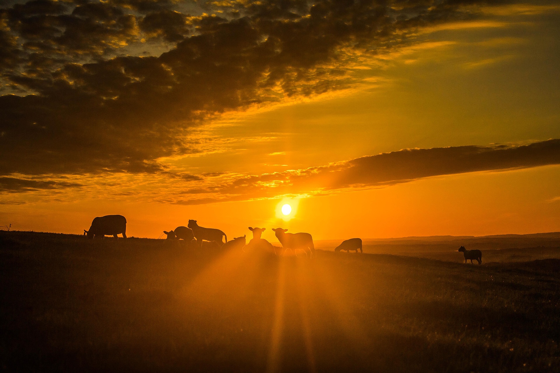 Vaches exposées à une forte chaleur au coucher du soleil illustrant le stress thermique chez les ruminants