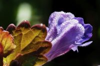 Scutellaria baicalensis CCPA