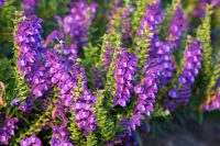 Plante scutellaria CCPA