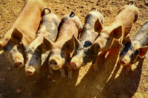 Porcs en élevage exposés à de fortes chaleurs illustrant le stress thermique en production porcine