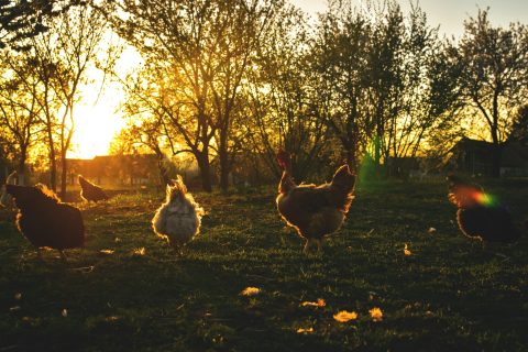 Poules souffrant de stress thermique