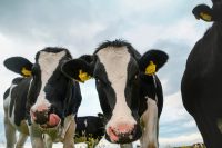 Troupeau de vaches ccpa