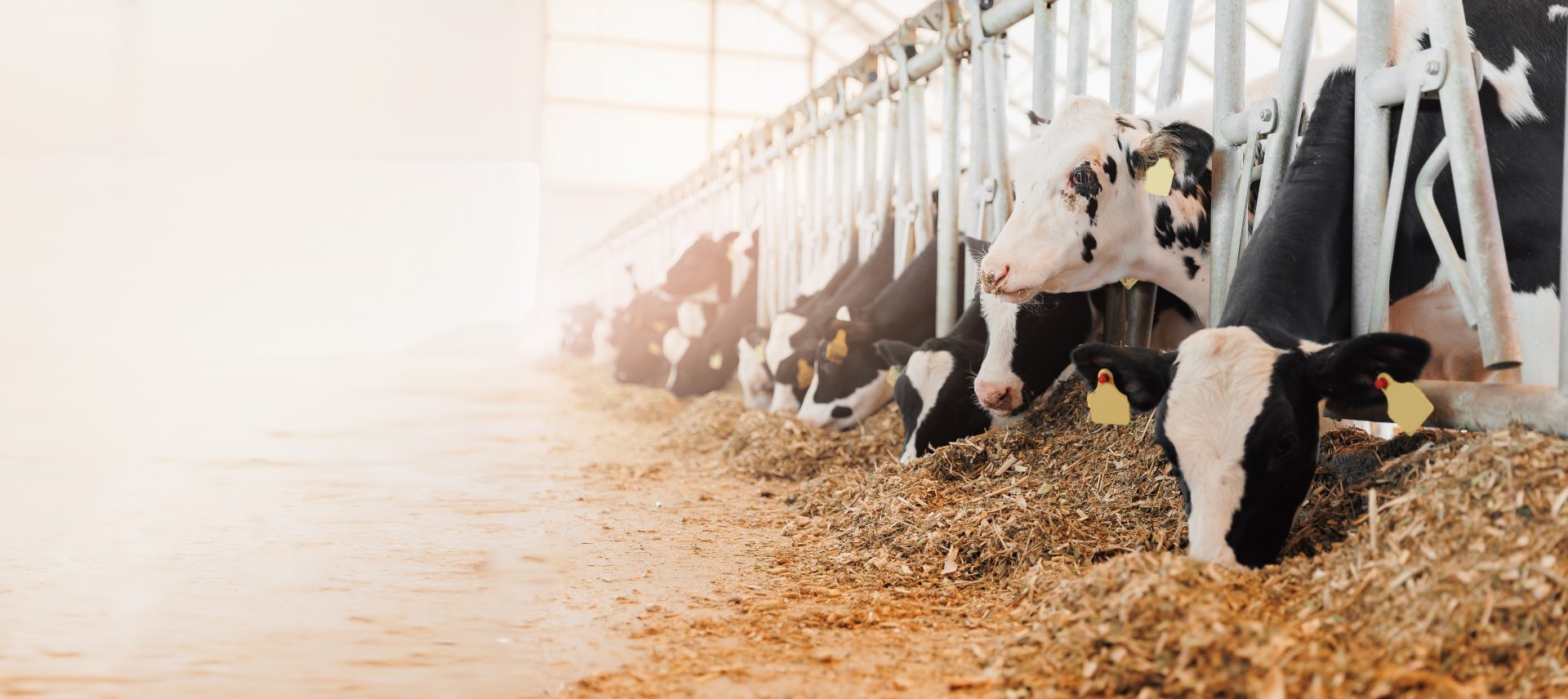 Vache à l'auge avec le produit Nutacid