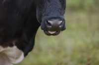 Vache ccpa