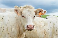Vache charolaise CCPA