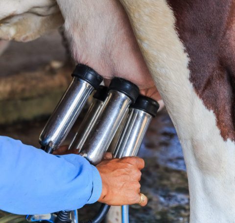 Pose des gobelets trayeurs sur le pis d’une vache laitière lors du début de lactation