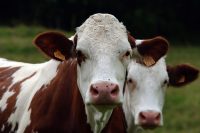 Vaches laitières CCPA