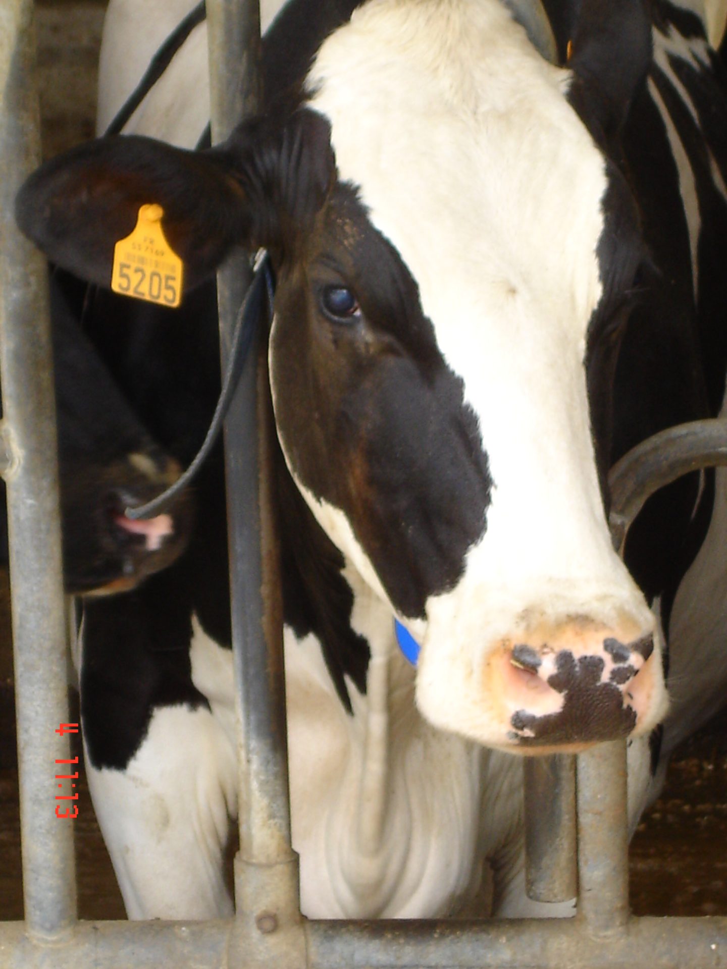 Vache laitière Holstein en bâtiment observée en période de démarrage de lactation après vêlage
