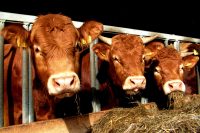 Vache limousine CCPA