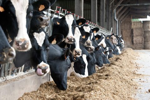 Vacas lecheras Holstein en el comedero consumiendo una ración adaptada para la preparación al parto