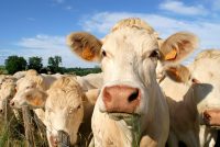 Vache bovine