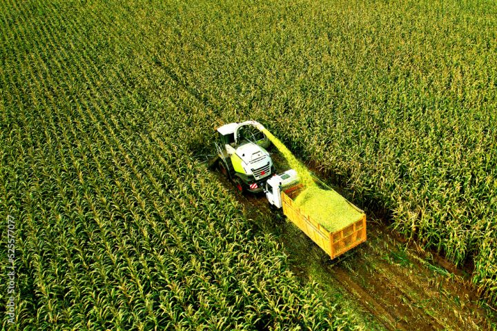 Photo d'ensilage de maïs - CCPA