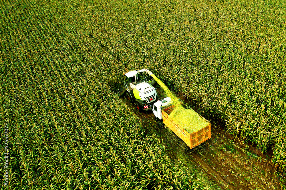 Photo d'ensilage de maïs - CCPA